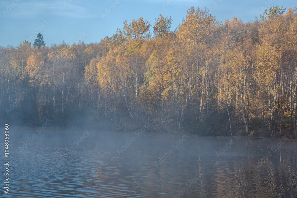 Fototapeta premium autumn in the forest
