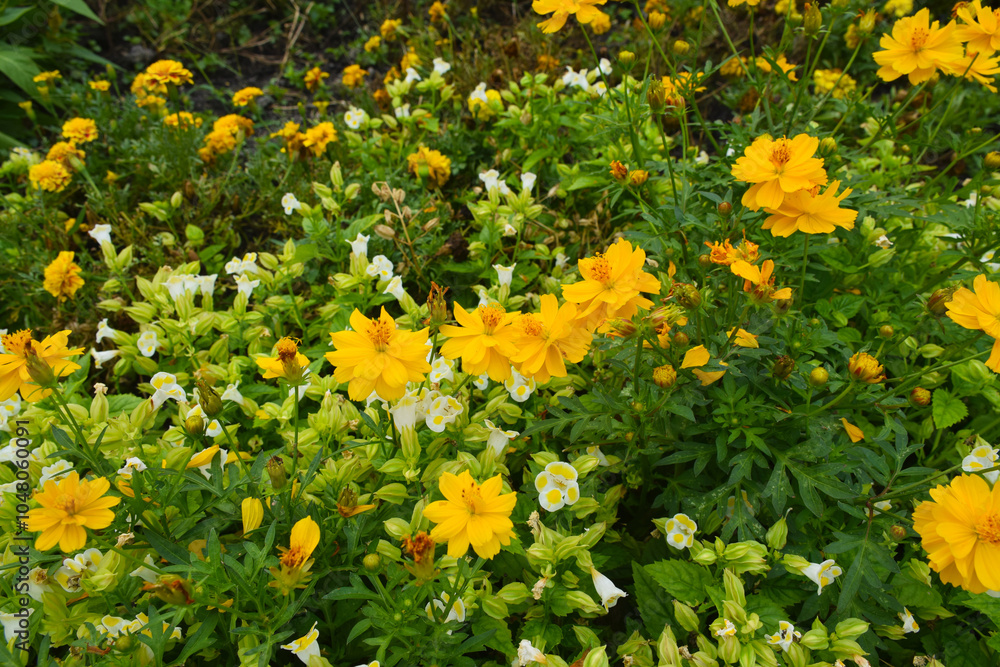 Fototapeta premium Yellow Cosmos flowers (Cosmos sulphureus) blooming in a vibrant field.