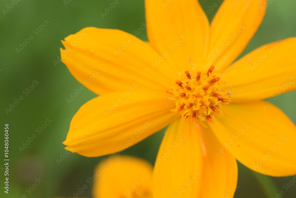 Yellow cosmos flowers (Cosmos sulphureus) in a field, close-up shot. Yellow cosmos flowers (Cosmos sulphureus) in a field, close-up shot.