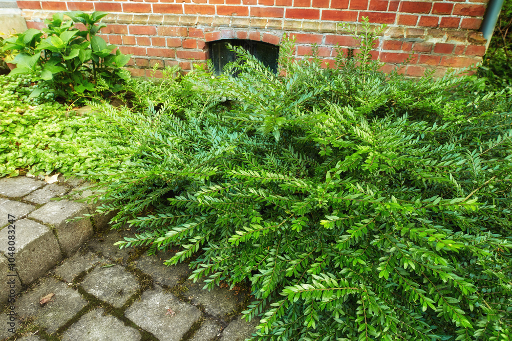 Nature, garden and plants by brick wall in backyard for blossom, beauty and bloom for landscaping. Spring aesthetic, natural background and leaves, bush and floral for trees, botany and growth