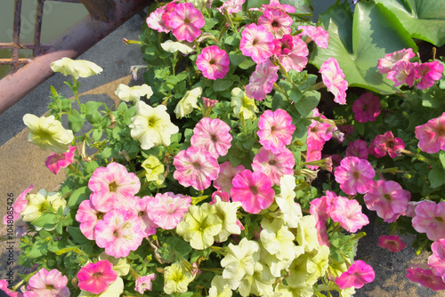 Wallpaper Mural Pink and yellow petunias in a pot in a garden, Petunioideae (Petunia hybrida). Torontodigital.ca