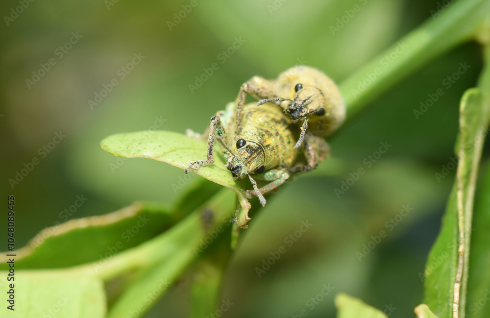 Green weevil breeds on lime trees, leaf-eating insect pests (Hypomeces squamosus Fabricius), close-up shot. Green weevil breeds on lime trees, leaf-eating insect pests (Hypomeces squamosus Fabricius), close-up shot.