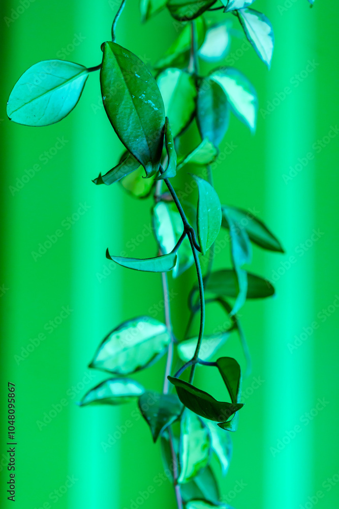 Plant with a shipping container in the background