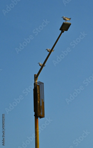 Three seagulls sitting on a street light photo