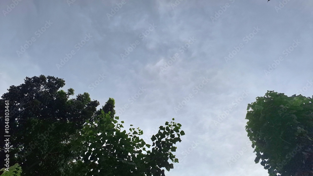 Obraz premium Low Angle View of Lush Green Trees with Maple Leaves and Clear Blue Sky, Fluffy Clouds in the Background. Nature Landscape Perfect for Outdoor, Seasonal, and Environmental Themes