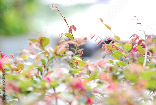 Red and green leaves of the Christina tree (Syzygium campanulatum). photo