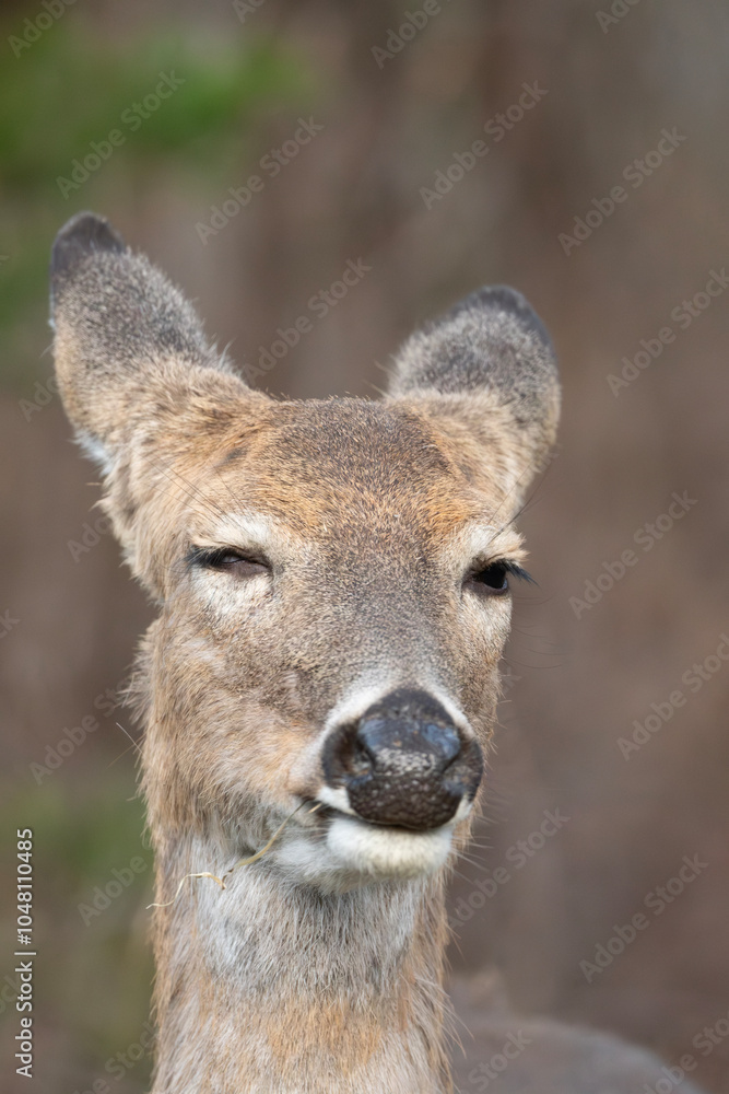 White-tailed deer of the Wichita Mountains White-tailed deer of the Wichita Mountains