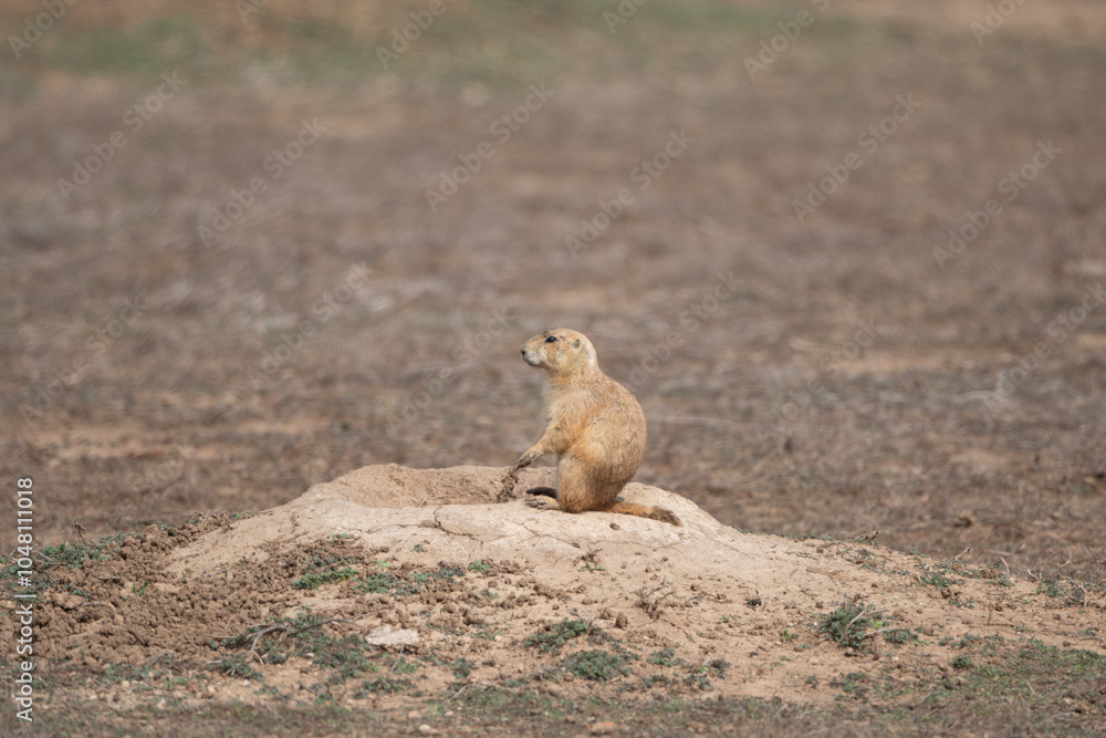 Prairie Dogs of the Wichita Mountains Prairie Dogs of the Wichita Mountains