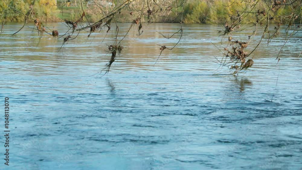 Tree branches in the water following a flood, the river is fast. Dordogne, Castelnaud la Chapelle Tree branches in the water following a flood, the river is fast. Dordogne, Castelnaud la Chapelle