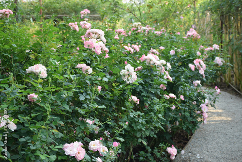 Pink roses on a bush in a garden. photo