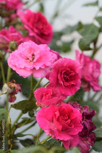 Hot pink roses on a bush in a garden.