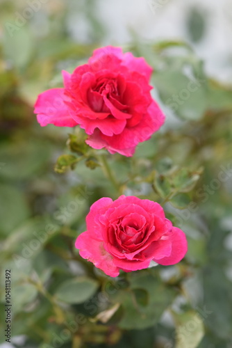 Hot pink roses on a bush in a garden.