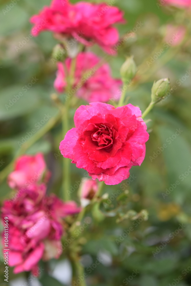 Hot pink roses on a bush in a garden. Hot pink roses on a bush in a garden.
