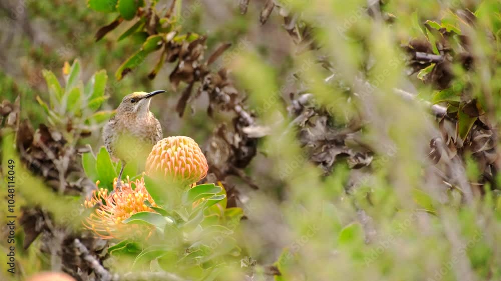 Cape sugarbird Promerops cafer feeding on nectar from yellow pincushion Cape sugarbird Promerops cafer feeding on nectar from yellow pincushion