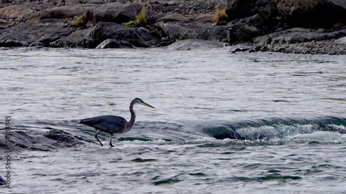 A great blue heron unsuccessfully tries to catch a fish photo