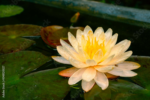 Yellow lotus in full bloom, set against a peaceful natural garden background with delicate petals and aquatic plants, providing a vibrant and serene scene ideal for nature, botanical, and zen concepts