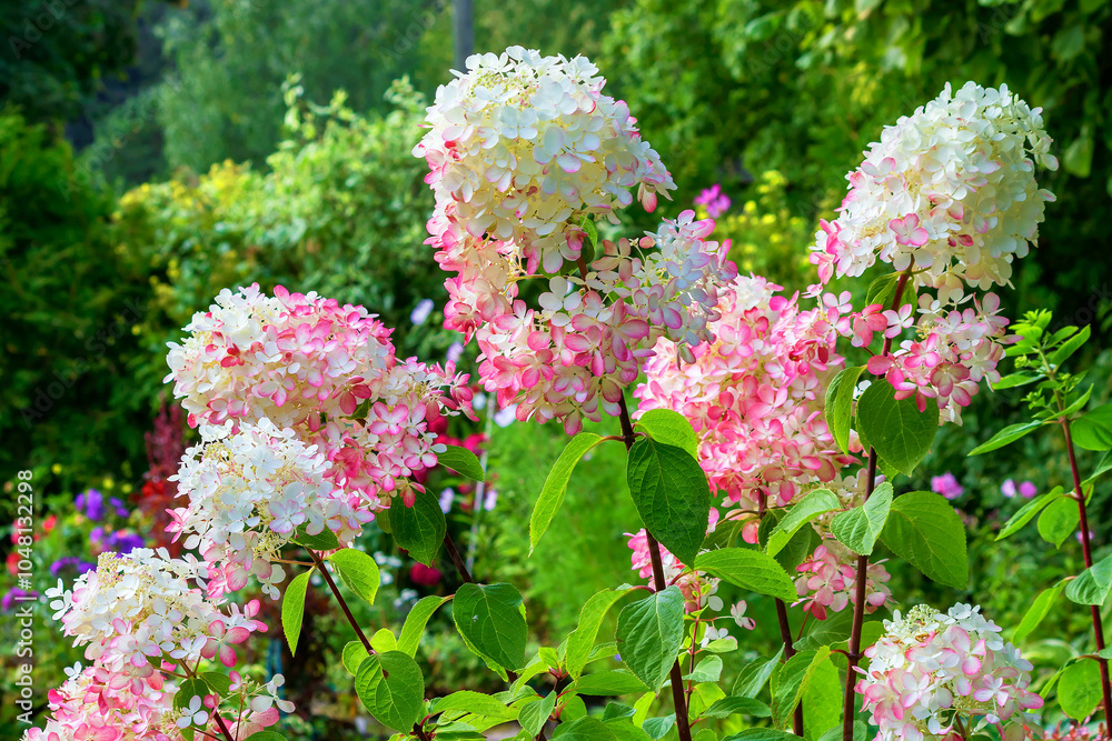 Obraz premium A flowering bush of panicle hydrangea in a country summer garden.