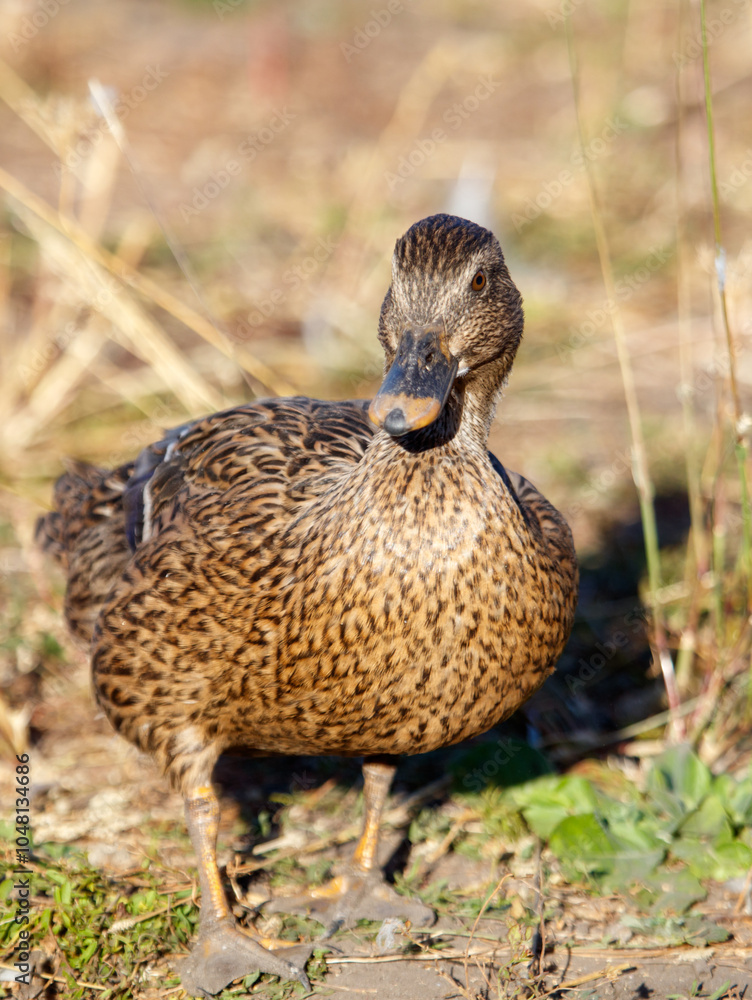 Fototapeta premium A duck is standing in a field of grass