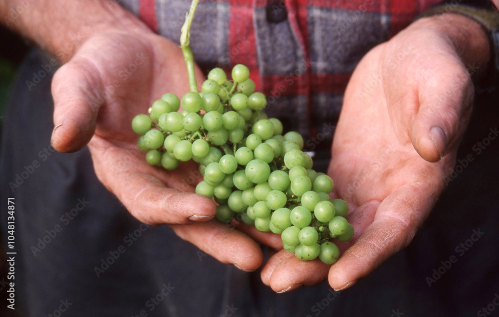 White Wine Grapes in growers hands White Wine Grapes in growers hands