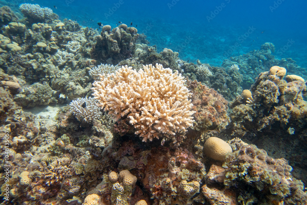Colorful, picturesque coral reef at bottom of tropical sea, hard corals, underwater landscape