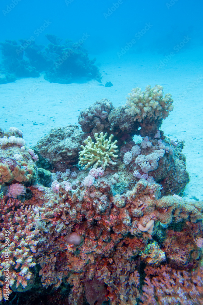 Colorful, picturesque coral reef at the sandy bottom of tropical sea, hard corals, underwater landscape