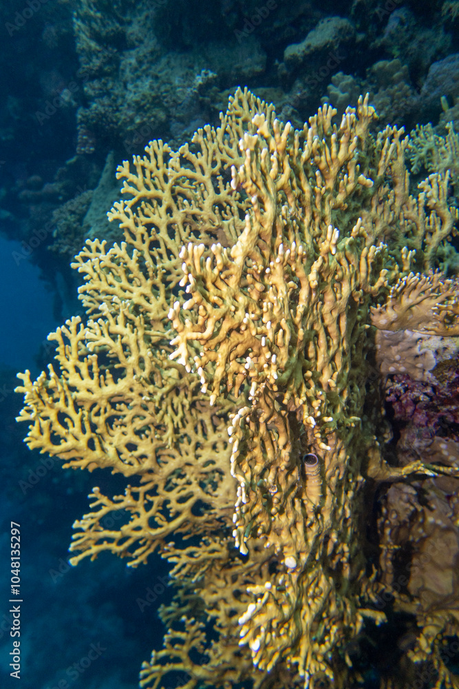 Colorful, picturesque coral reef at bottom of tropical sea, yellow fire coral, underwater landscape