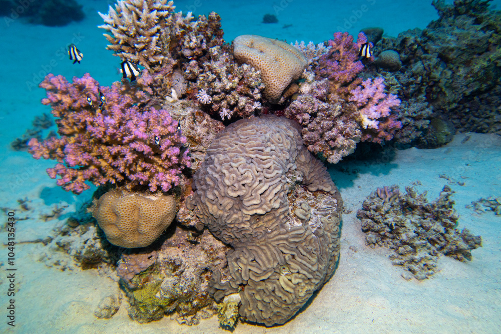Colorful, picturesque coral reef at sandy bottom of tropical sea, stony corals and fishes whitetail Dascyllus, underwater landscape