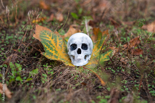 human skull rests on vibrant autumn grass, symbolizing the beauty and transience of life. The contrasting elements evoke reflection on mortality and nature's cycles photo