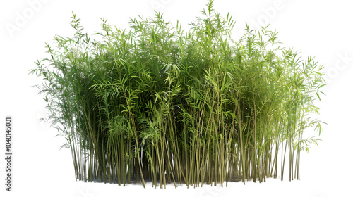 bambu png transparent background