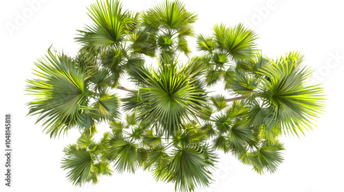 palm trees top view png transparent background