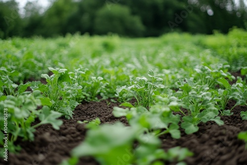 A field of cover crops protecting the soil and improving organic matter, a key aspect of regenerative agricultural techniques.