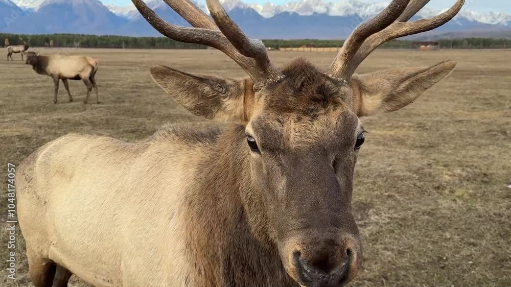 A beautiful wapiti deer with big horns in the wild Snow capped mountains in the background. A beautiful wapiti deer with big horns in the wild Snow capped mountains in the background.