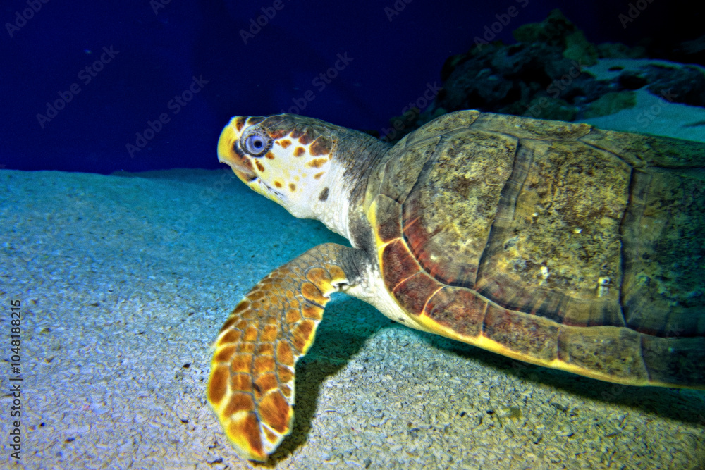 Obraz premium green sea turtle