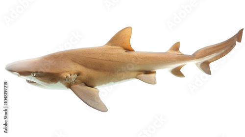 nurse shark transparent background png