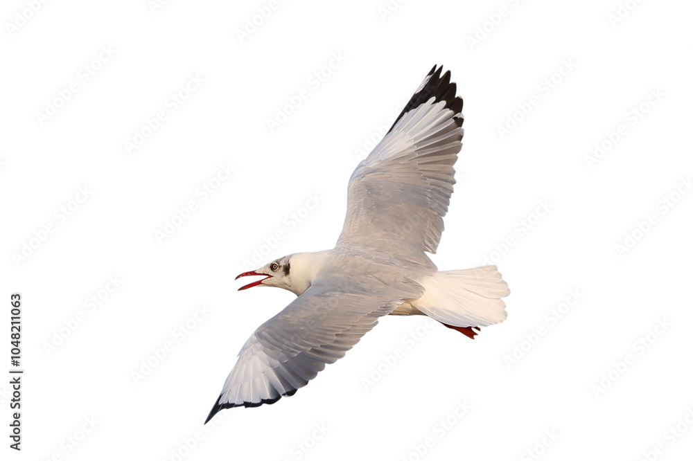 Obraz premium Beautiful seagull flying isolated on transparent background png file