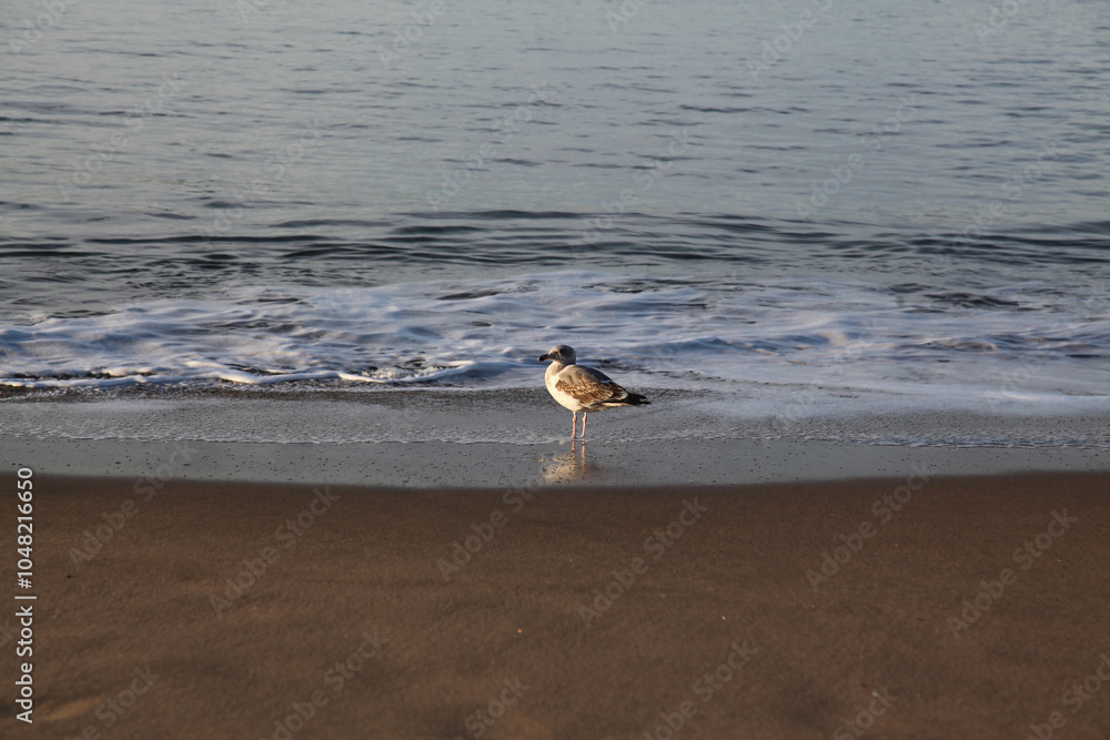 BIG seagull on the beach in california,USA BIG seagull on the beach in california,USA