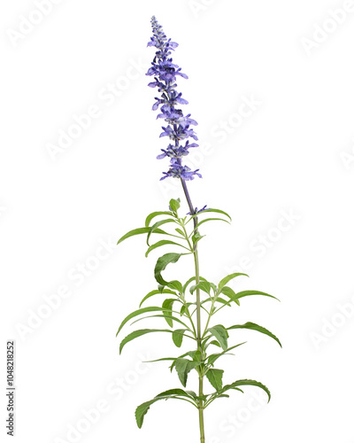 Salvia farinacea, Blue salvia, Mealy cup sage or Mealy sage flowers blooming with leaves, isolated on white background, with clipping path photo