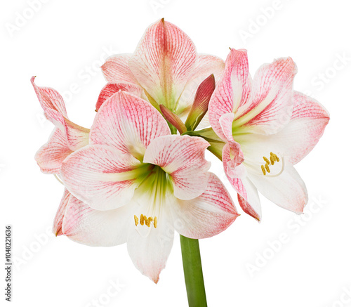 Obraz na plátně Hippeastrum or Amaryllis flowers ,Pink amaryllis flowers isolated on white backg