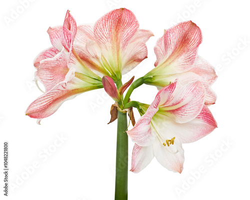 Hippeastrum or Amaryllis flowers ,Pink amaryllis flowers isolated on white background, with clipping path photo