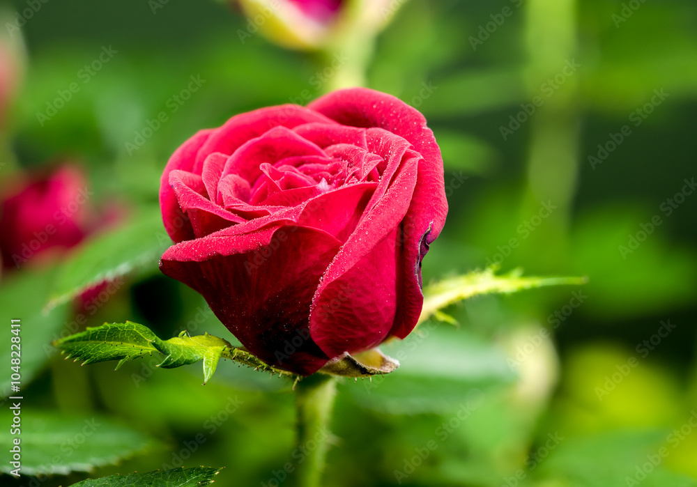 Obraz premium Blooming rose kiss kordana on a green background