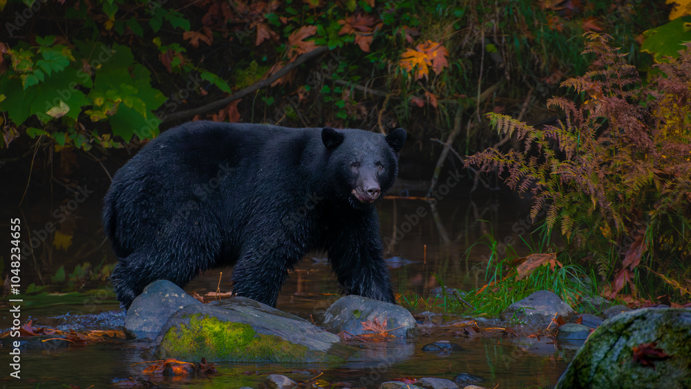 Fototapeta premium Black Bear in Autumn Forest Stream