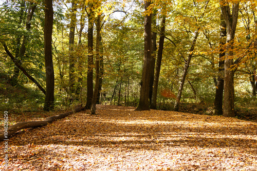Fototapeta Naklejka Na Ścianę i Meble -  Autumn forest with fallen yellow leaves
