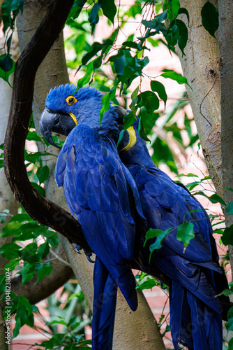 hyacinth macaw (Anodorhynchus hyacinthinus)