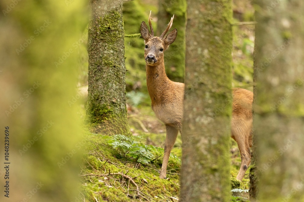 Young deer in a tranquil forest Young deer in a tranquil forest