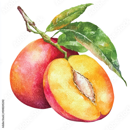Mango fruit watercolor clipart illustration