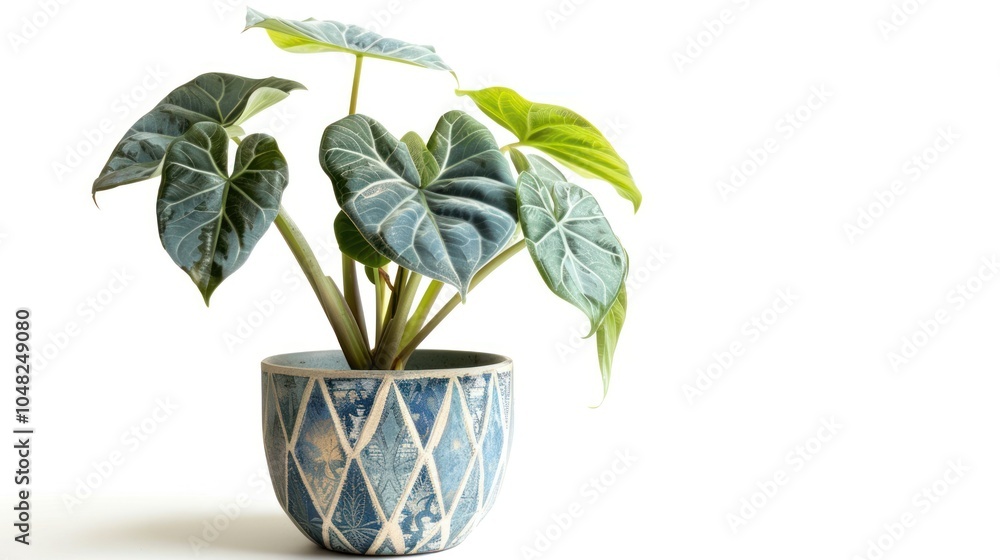 Fototapeta premium Alocasia plant with large, dark green leaves in a blue and white patterned pot