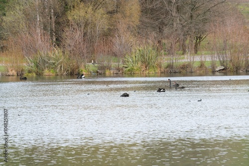 Birds on the pond