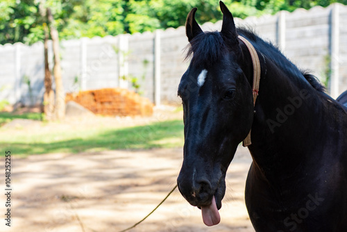 Black Horse Making a Funny Face