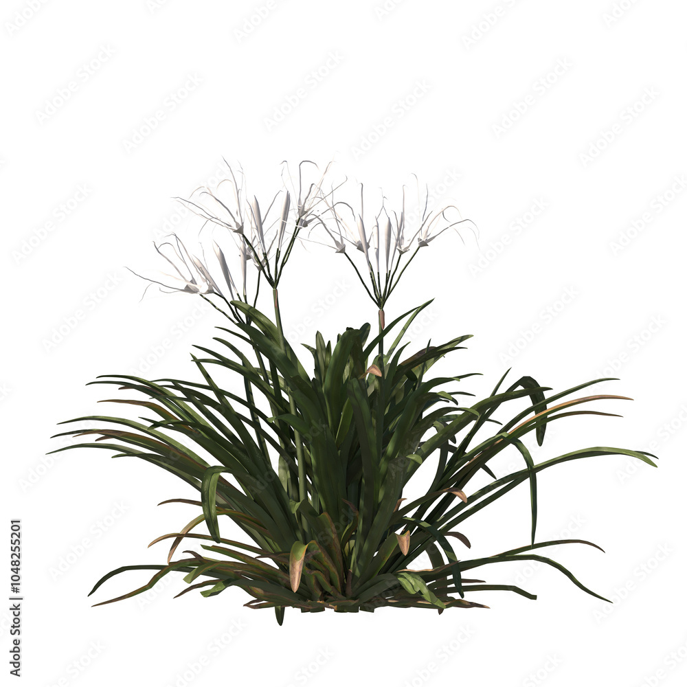 Beach spider lily, evergreen, small tree, bush, light for daylight, easy to use, 3d render, isolated Beach spider lily, evergreen, small tree, bush, light for daylight, easy to use, 3d render, isolated