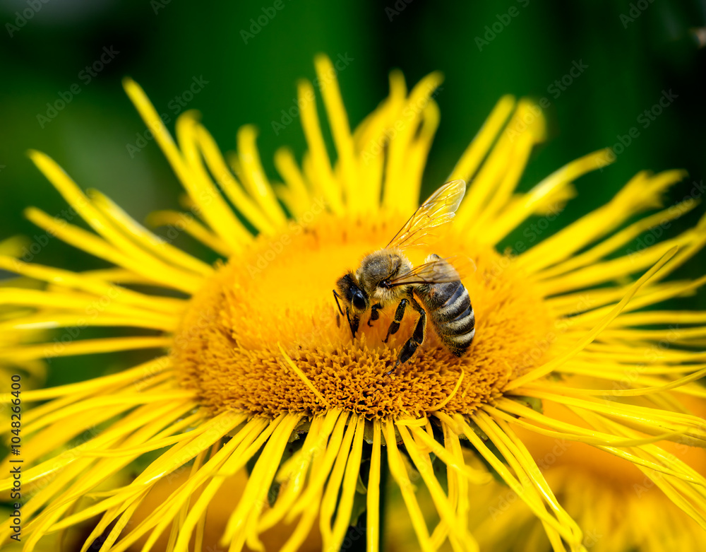 Macro of a honeybee